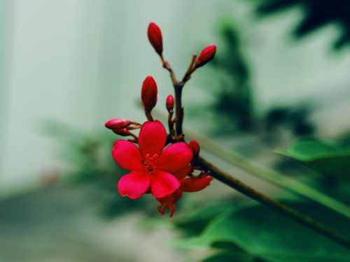 商城小程序开发