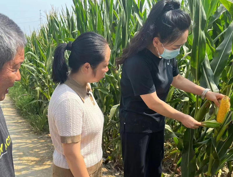 师艳芳调研察看农作物抗旱工作 中国财经新闻网 www.prcfe.com